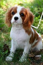cavalier king charles puppy long island